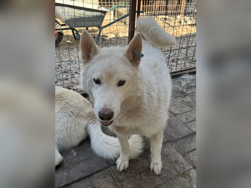 ♥NAJO♥ bezaubernder, wunderschöner, anhänglicher Husky-Rüde - ein wahrer Sonnenschein 54 cm ♥NAJO♥ bezaubernder, wunderschöner, anhänglicher Husky-Rüde - ein wahrer Sonnenschein 54 cm