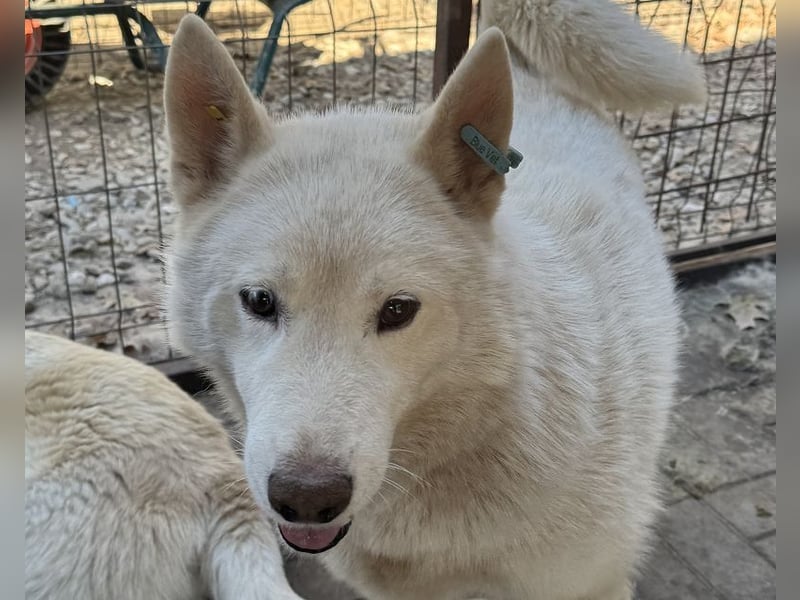 ♥NAJO♥ bezaubernder, wunderschöner, anhänglicher Husky-Rüde - ein wahrer Sonnenschein 54 cm ♥NAJO♥ bezaubernder, wunderschöner, anhänglicher Husky-Rüde - ein wahrer Sonnenschein 54 cm