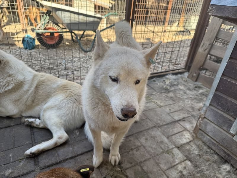 ♥NAJO♥ bezaubernder, wunderschöner, anhänglicher Husky-Rüde - ein wahrer Sonnenschein 54 cm ♥NAJO♥ bezaubernder, wunderschöner, anhänglicher Husky-Rüde - ein wahrer Sonnenschein 54 cm