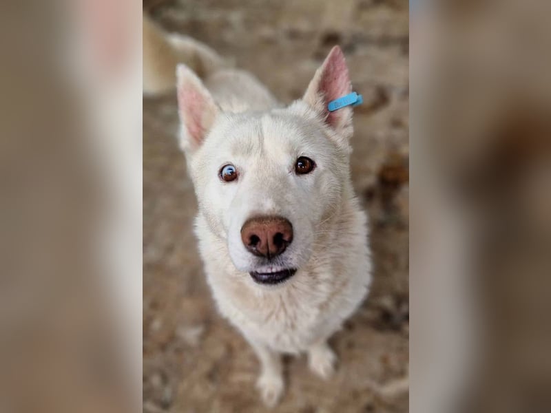 ♥NAJO♥ bezaubernder, wunderschöner, anhänglicher Husky-Rüde - ein wahrer Sonnenschein 54 cm ♥NAJO♥ bezaubernder, wunderschöner, anhänglicher Husky-Rüde - ein wahrer Sonnenschein 54 cm