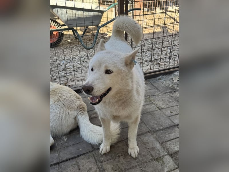 ♥NAJO♥ bezaubernder, wunderschöner, anhänglicher Husky-Rüde - ein wahrer Sonnenschein 54 cm ♥NAJO♥ bezaubernder, wunderschöner, anhänglicher Husky-Rüde - ein wahrer Sonnenschein 54 cm