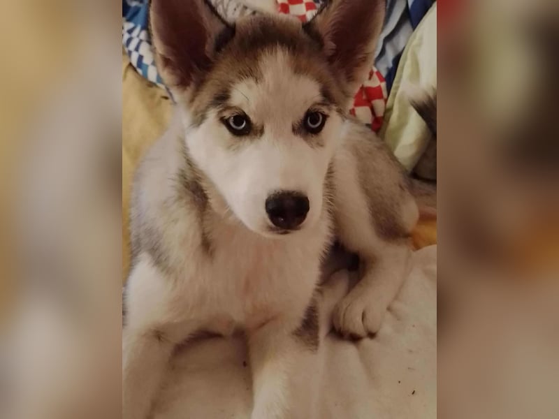 BELLA - aktives Mädchen sucht ihre Menschen