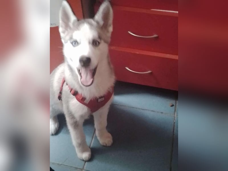 BELLA - aktives Mädchen sucht ihre Menschen