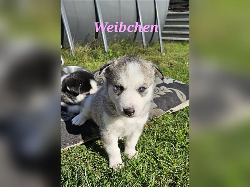 Siberian Husky Welpen