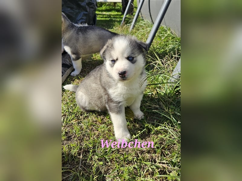 Siberian Husky Welpen