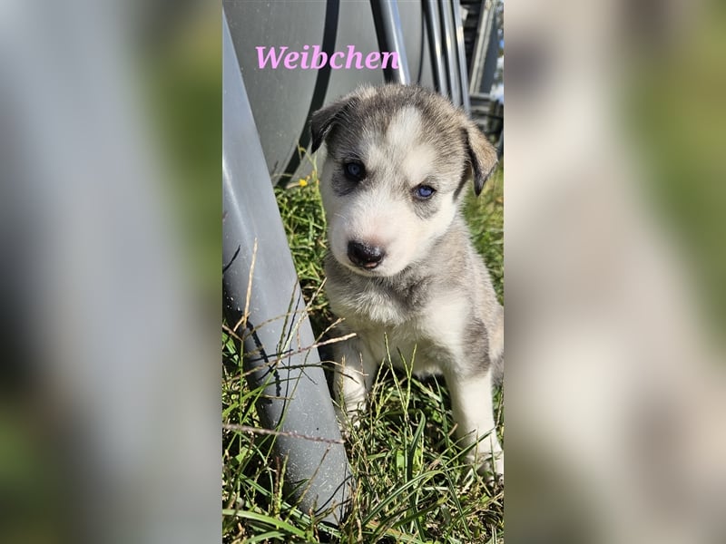 Siberian Husky Welpen