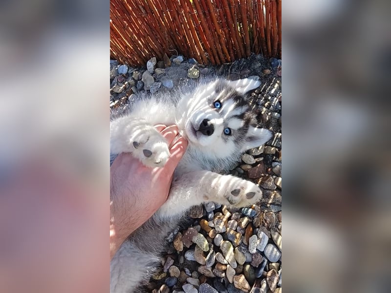 FCI Pedigree Blue Eyed Black & White Siberian Husky Champion Puppy