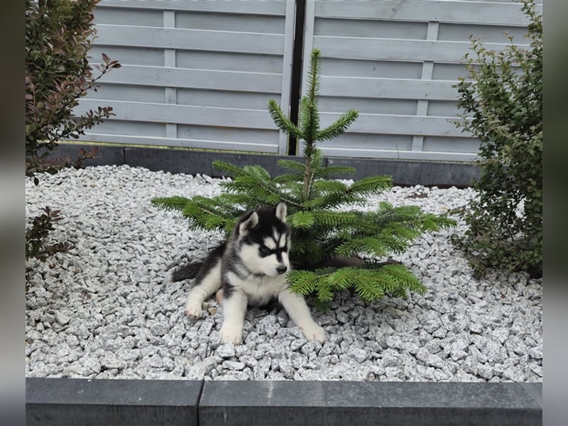 FCI Pedigree Blue Eyed Black & White Siberian Husky Champion Puppy