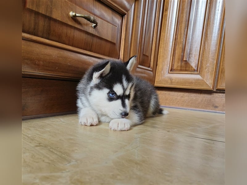 FCI Pedigree Blue Eyed Black & White Siberian Husky Champion Puppy