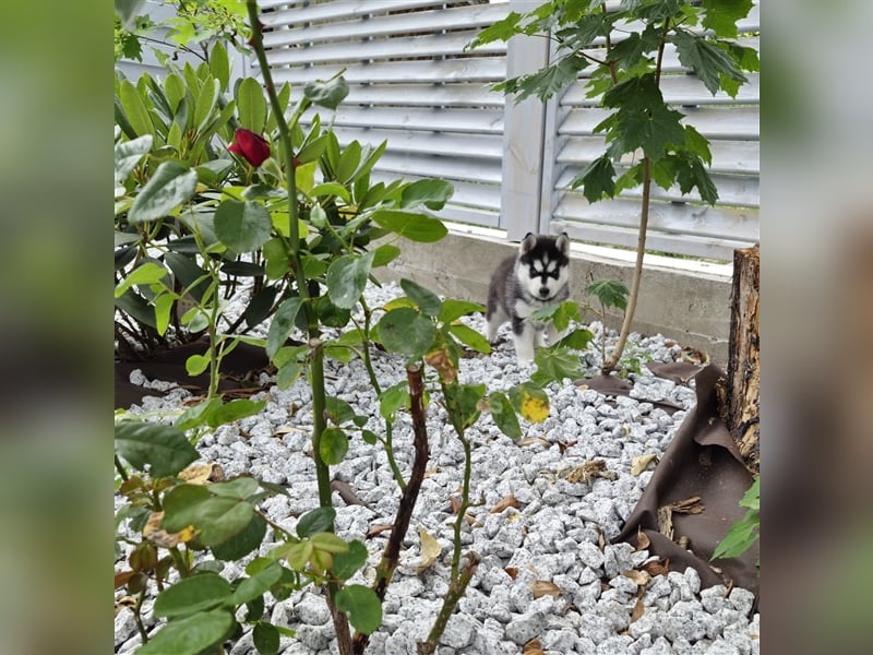 FCI Pedigree Blue Eyed Black & White Siberian Husky Champion Puppy