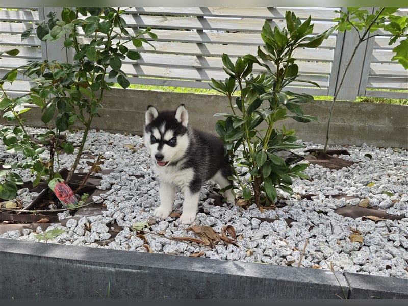 FCI Pedigree Blue Eyed Black & White Siberian Husky Champion Puppy