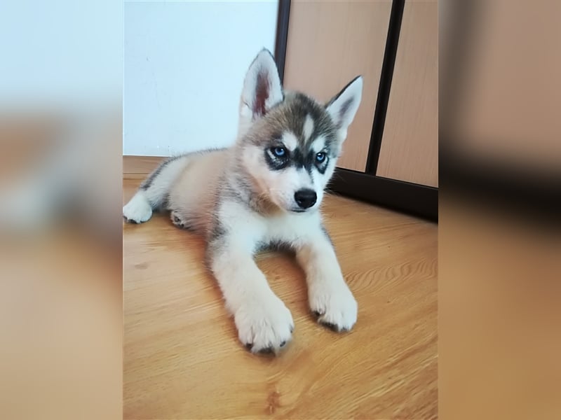 FCI Pedigree Blue Eyed Black & White Siberian Husky Champion Puppy