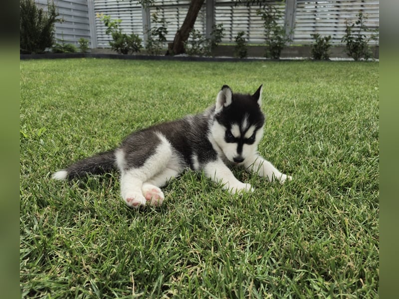 FCI Pedigree Blue Eyed Black & White Siberian Husky Champion Puppy