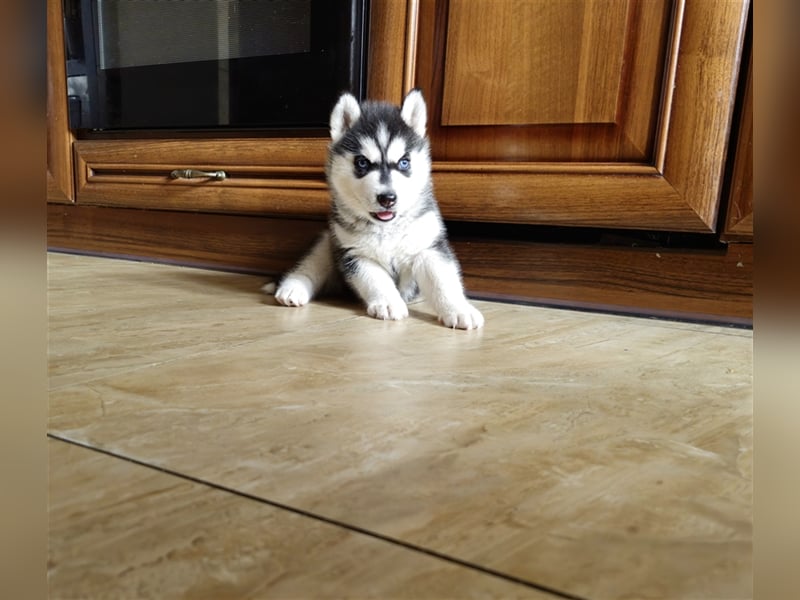 FCI Pedigree Blue Eyed Black & White Siberian Husky Champion Puppy