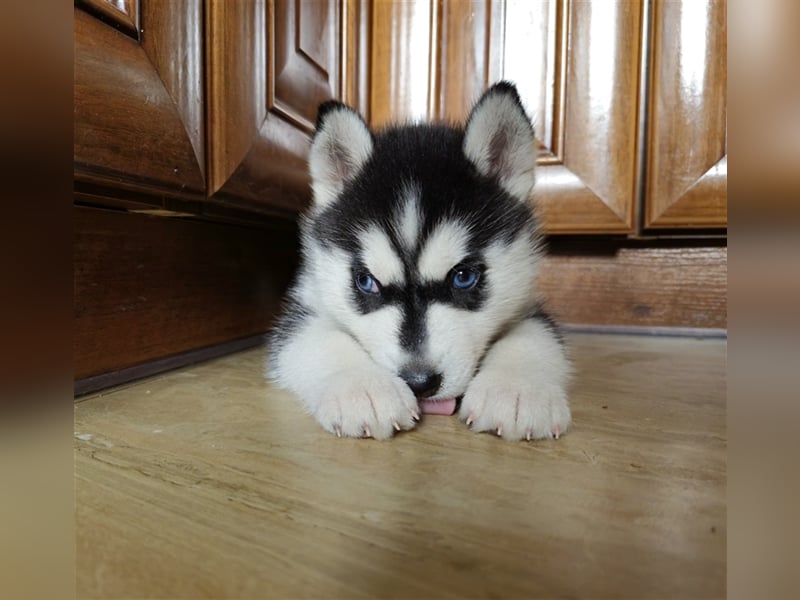 FCI Pedigree Blue Eyed Black & White Siberian Husky Champion Puppy