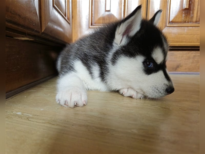 FCI Pedigree Blue Eyed Black & White Siberian Husky Champion Puppy