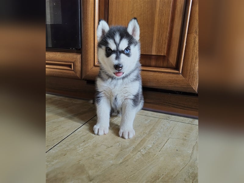 FCI Pedigree Blue Eyed Black & White Siberian Husky Champion Puppy