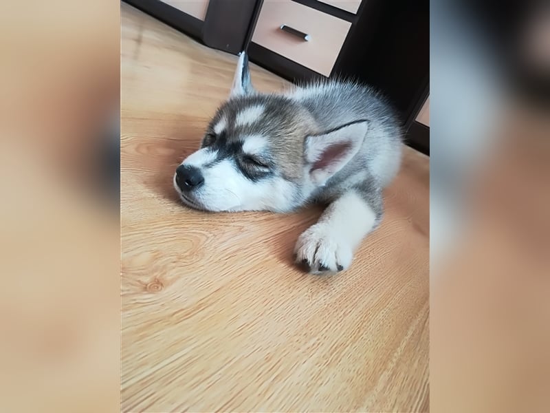 FCI Pedigree Blue Eyed Black & White Siberian Husky Champion Puppy