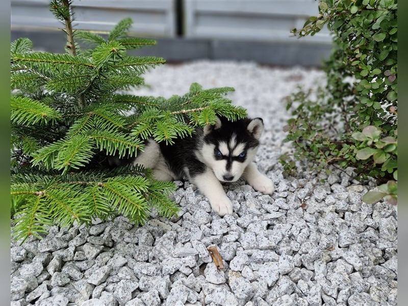 FCI Pedigree Blue Eyed Black & White Siberian Husky Champion Puppy