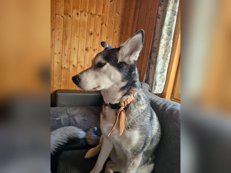 2 liebe Siberian Huskys