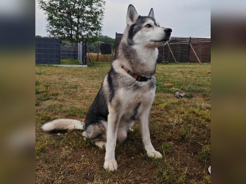 Husky - Pärchen