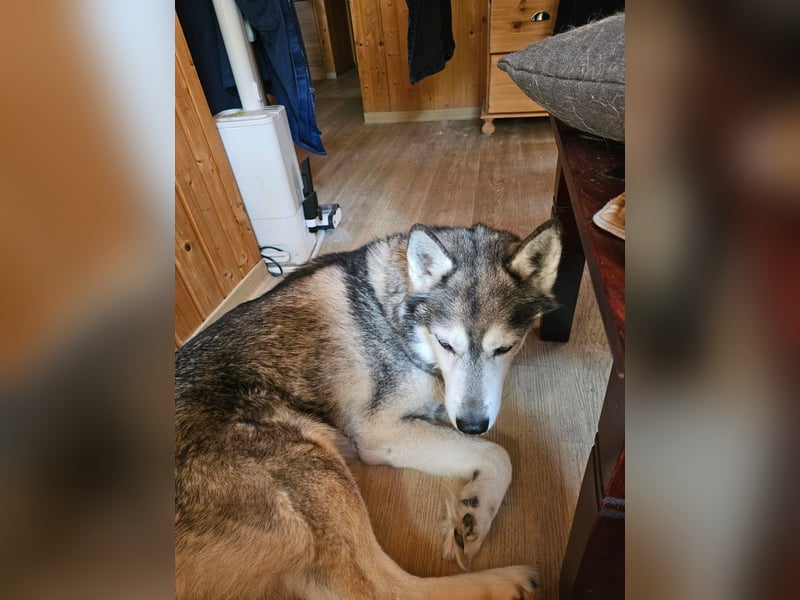 2 liebe Siberian Huskys