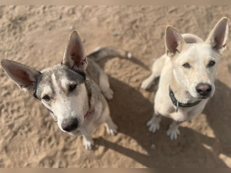 Pinsel und Chappi