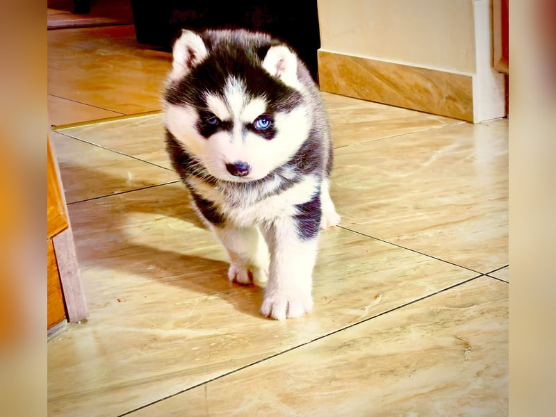 FCI Pedigree Blue Eyed Black & White Siberian Husky Champion Puppy
