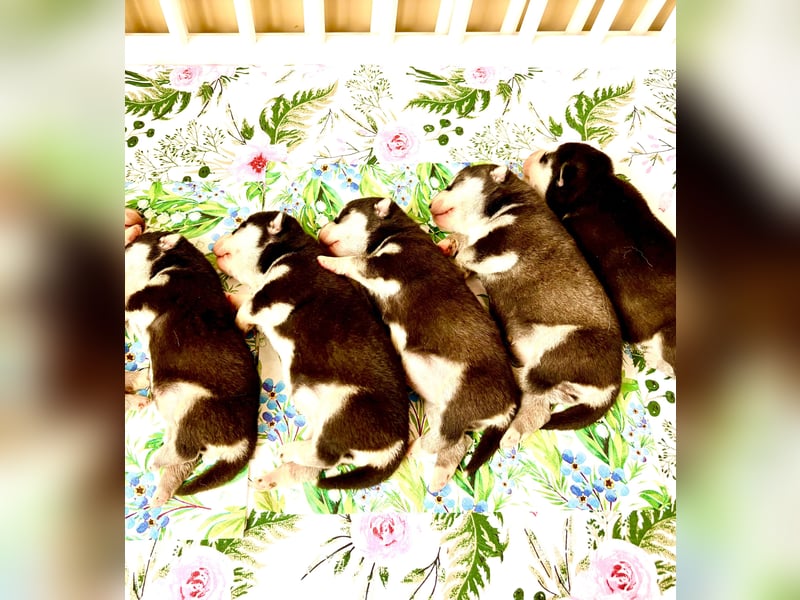 FCI Pedigree Blue Eyed Black & White Siberian Husky Champion Puppy