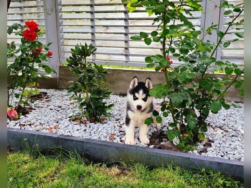 FCI Pedigree Blue Eyed Black & White Siberian Husky Champion Puppy