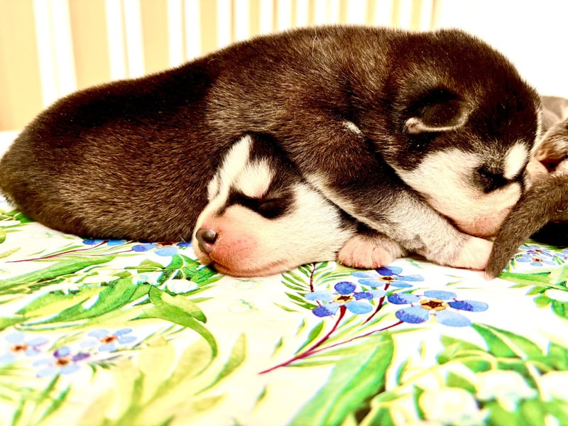FCI Pedigree Blue Eyed Black & White Siberian Husky Champion Puppy