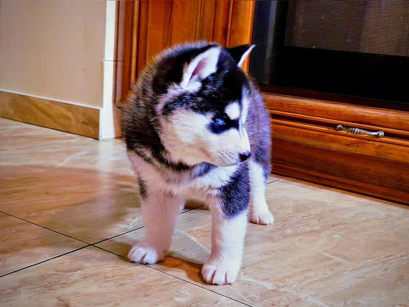 FCI Pedigree Blue Eyed Black & White Siberian Husky Champion Puppy