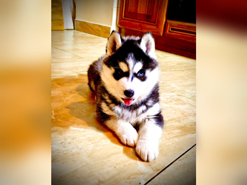 FCI Pedigree Blue Eyed Black & White Siberian Husky Champion Puppy