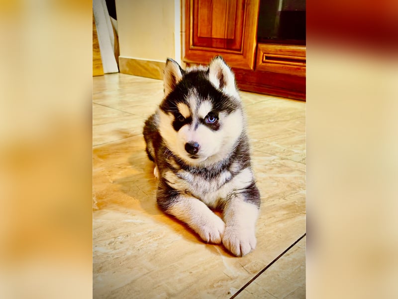 FCI Pedigree Blue Eyed Black & White Siberian Husky Champion Puppy