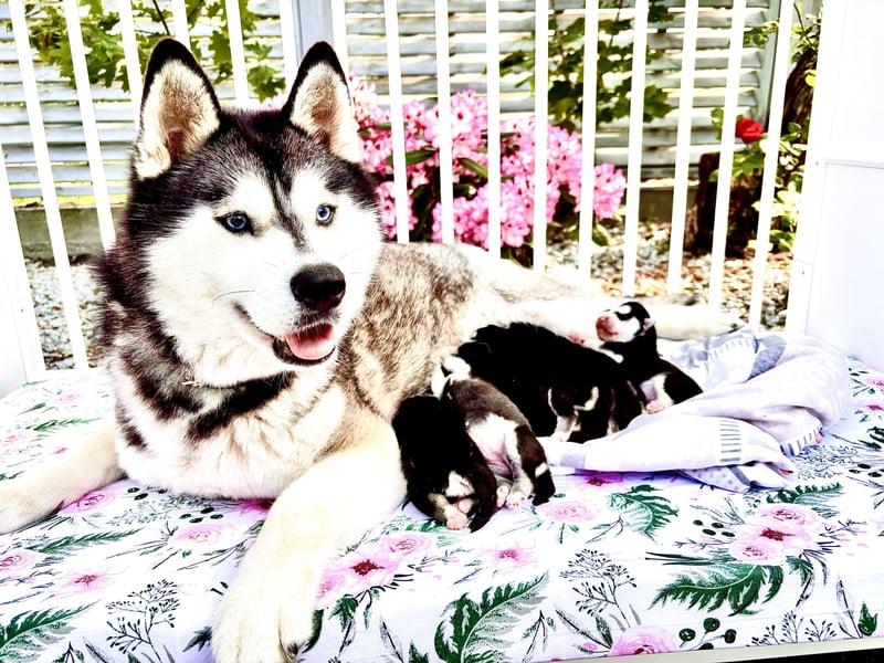 FCI Pedigree Blue Eyed Black & White Siberian Husky Champion Puppy