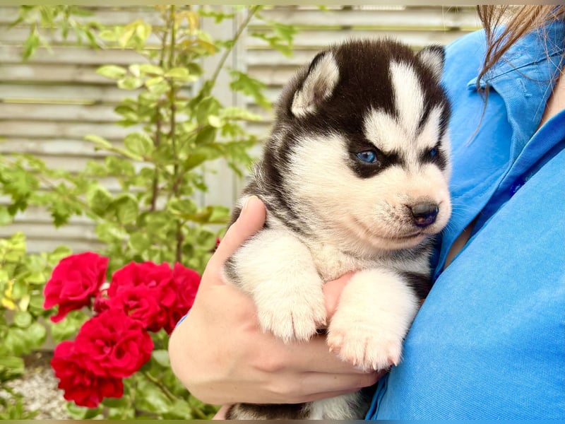 FCI Pedigree Blue Eyed Black & White Siberian Husky Champion Puppy
