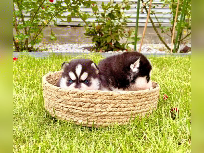 FCI Pedigree Blue Eyed Black & White Siberian Husky Champion Puppy