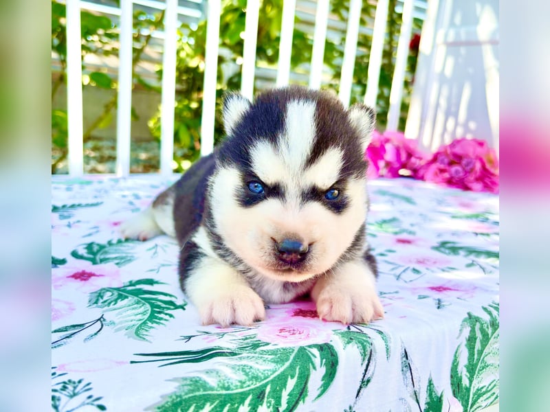 FCI Pedigree Blue Eyed Black & White Siberian Husky Champion Puppy