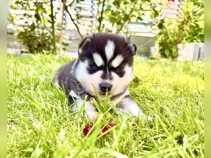 FCI Pedigree Blue Eyed Black & White Siberian Husky Champion Puppy