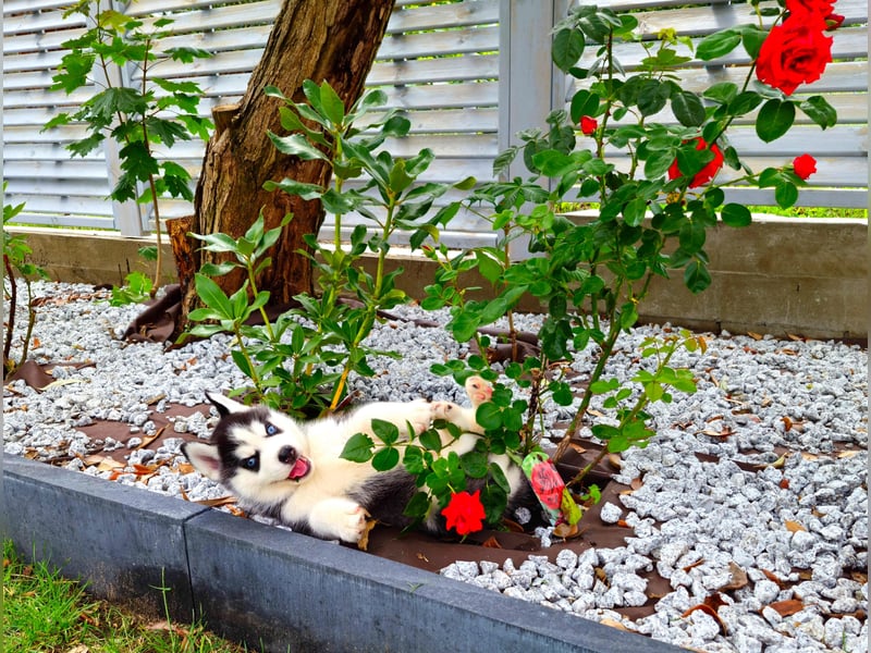 FCI Pedigree Blue Eyed Black & White Siberian Husky Champion Puppy