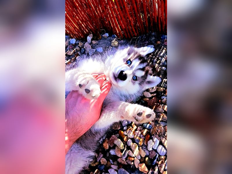 FCI Pedigree Blue Eyed Black & White Siberian Husky Champion Puppy