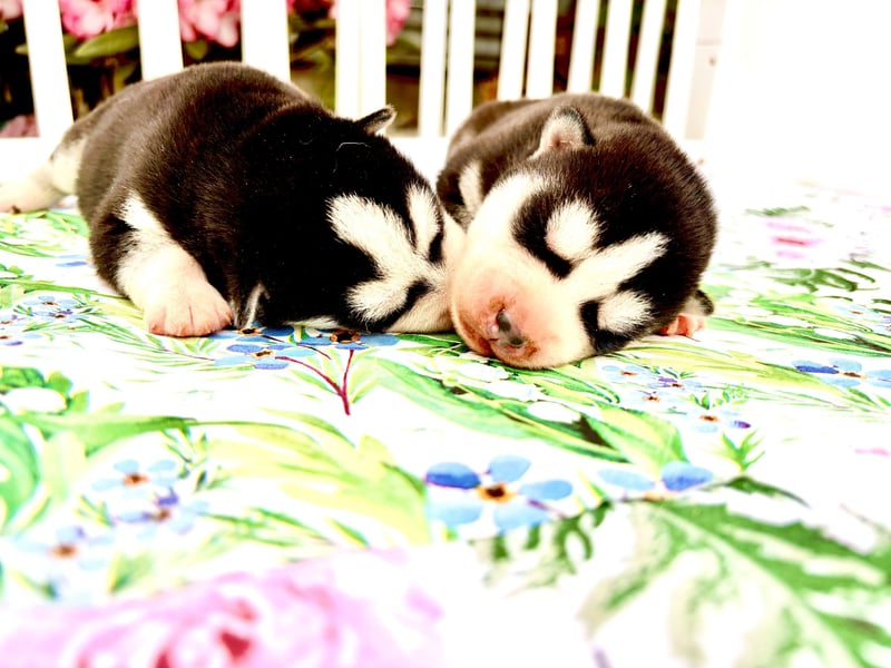 FCI Pedigree Blue Eyed Black & White Siberian Husky Champion Puppy
