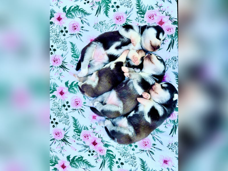 FCI Pedigree Blue Eyed Black & White Siberian Husky Champion Puppy