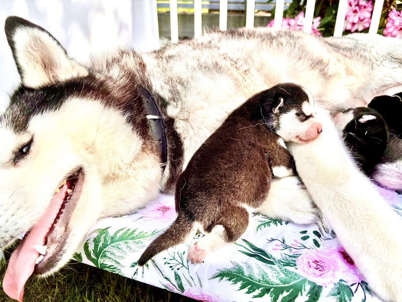 FCI Pedigree Blue Eyed Black & White Siberian Husky Champion Puppy