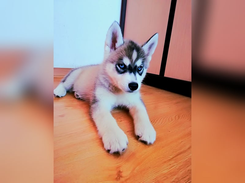FCI Pedigree Blue Eyed Black & White Siberian Husky Champion Puppy