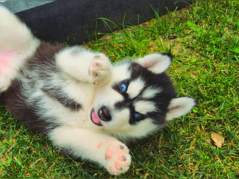 FCI Pedigree Blue Eyed Black & White Siberian Husky Champion Puppy