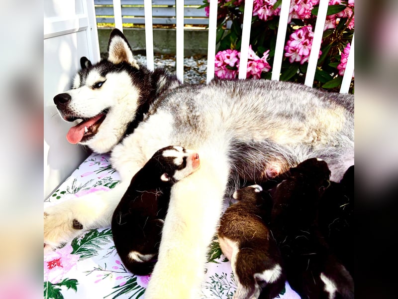 FCI Pedigree Blue Eyed Black & White Siberian Husky Champion Puppy