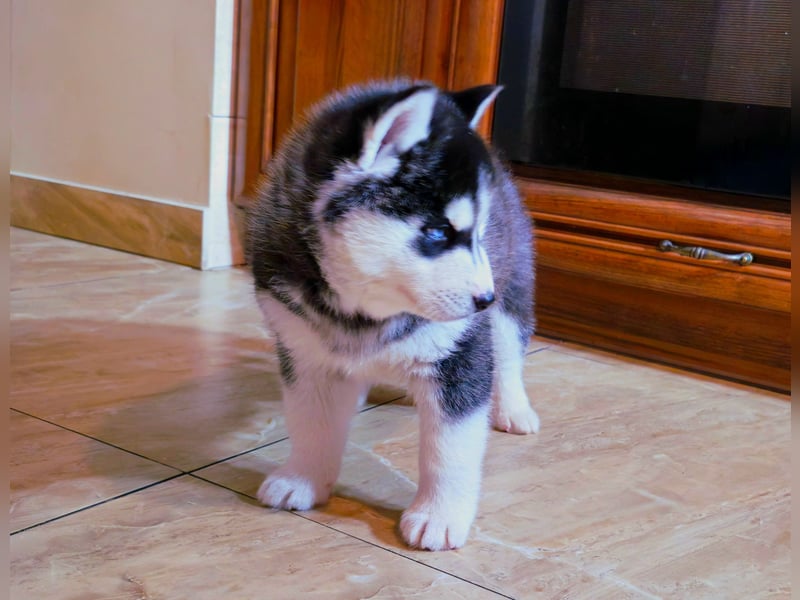 FCI Pedigree Blue Eyed Black & White Siberian Husky Champion Puppy