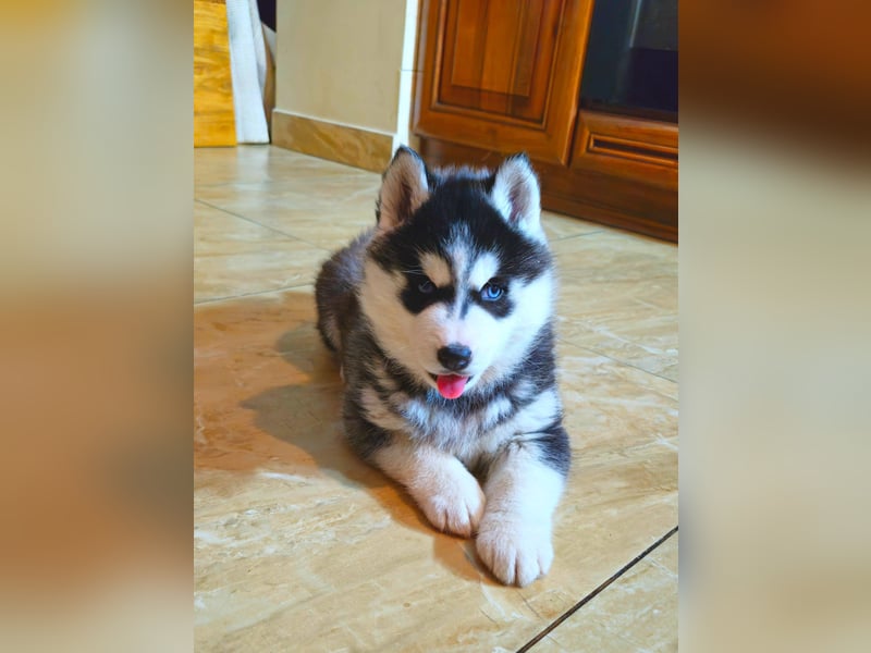 FCI Pedigree Blue Eyed Black & White Siberian Husky Champion Puppy