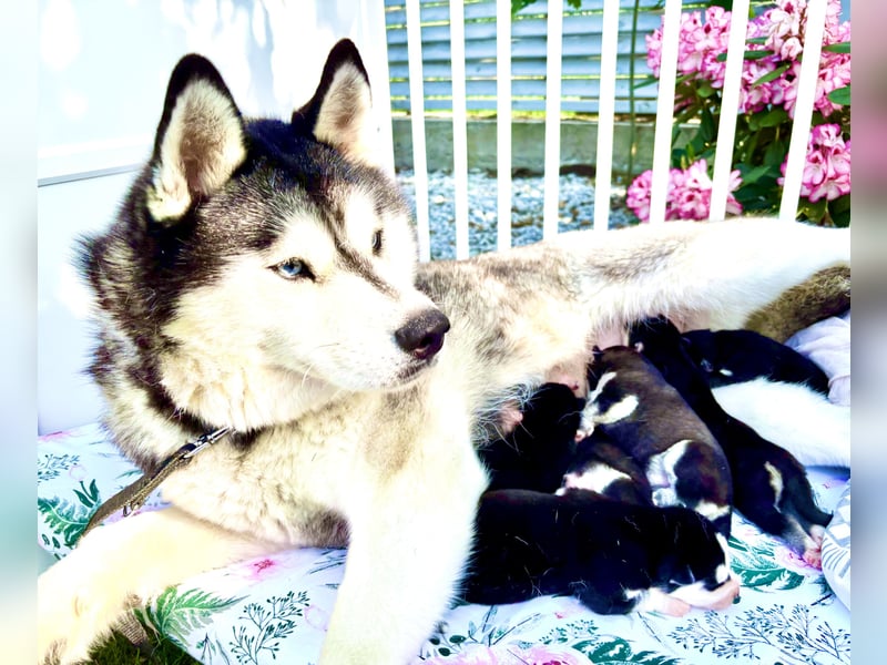 FCI Pedigree Blue Eyed Black & White Siberian Husky Champion Puppy